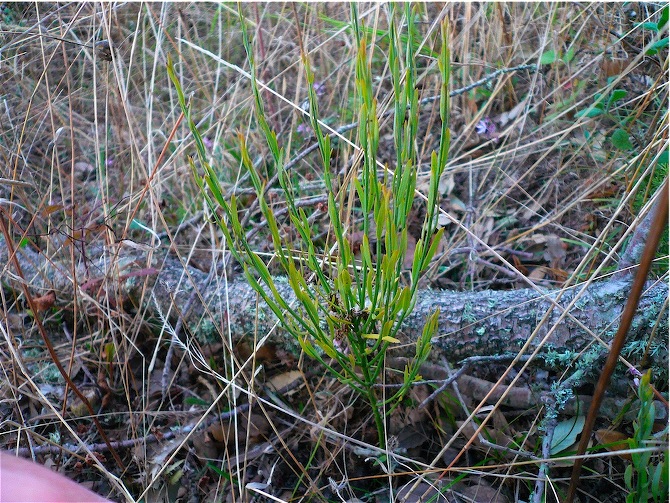 Osyris alba / Ginestrella comune